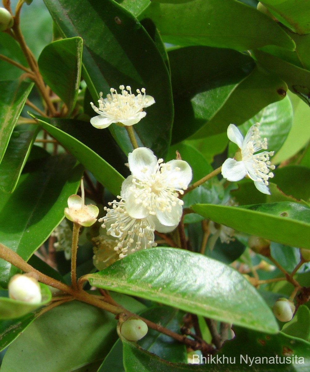 Eugenia roxburghii DC.